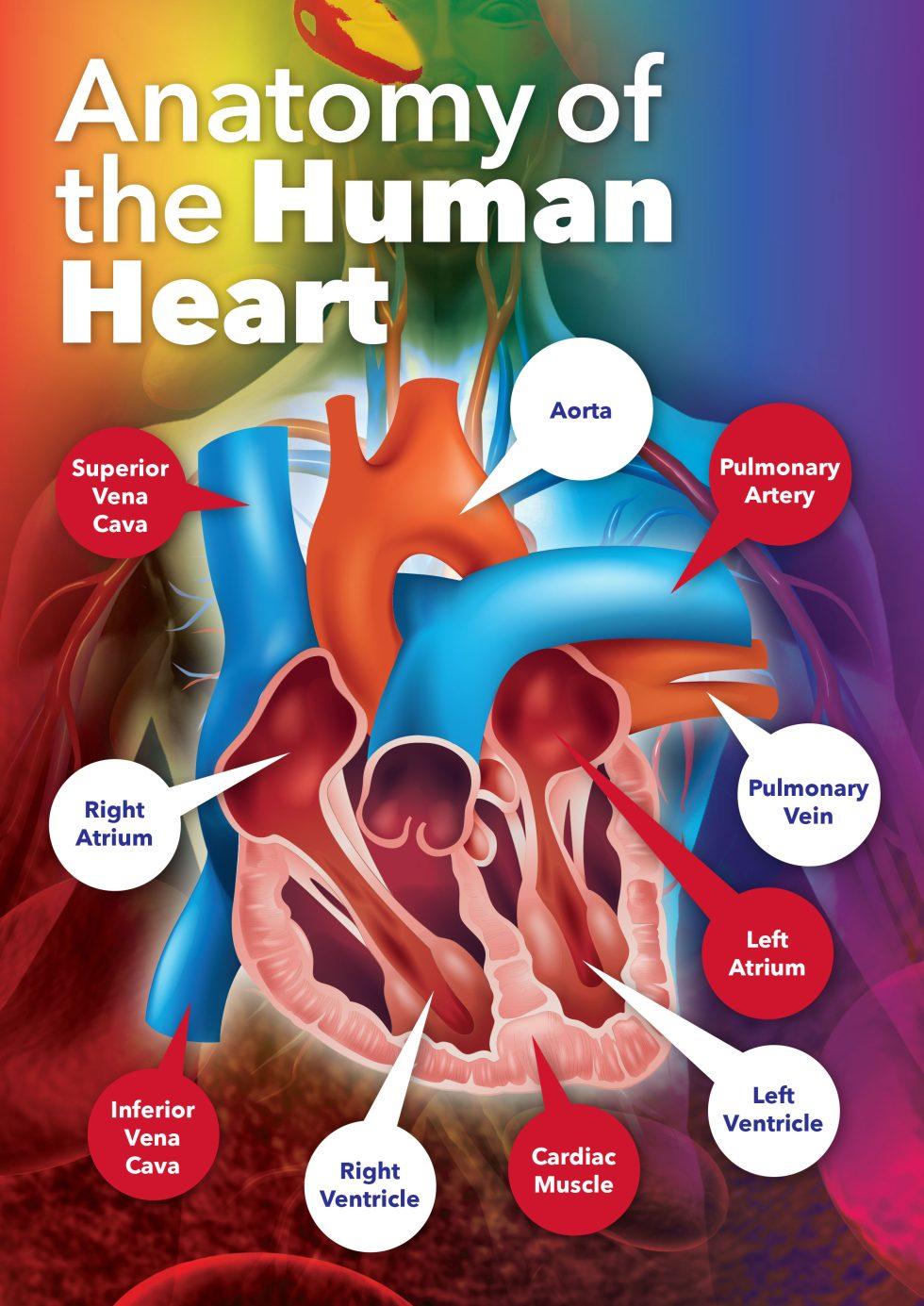 anatomy-of-the-human-heart-school-wall-display-colourful-wall-graphic