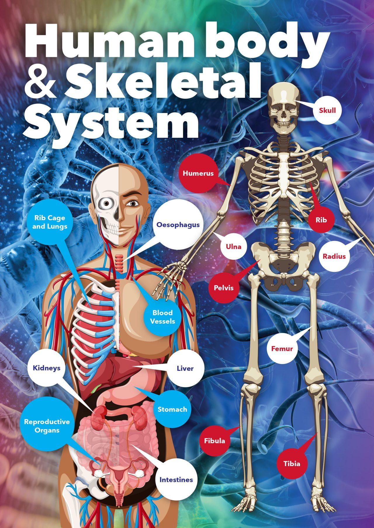 Human Body and Skeletal System School Wall Display - Design For Education